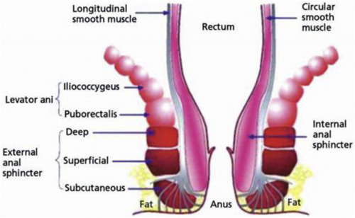 Anal Sexual Intercourse Diagram Anal Sexual Intercourse Diagram